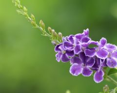 Tapeta Nature Flowers 481.jpg